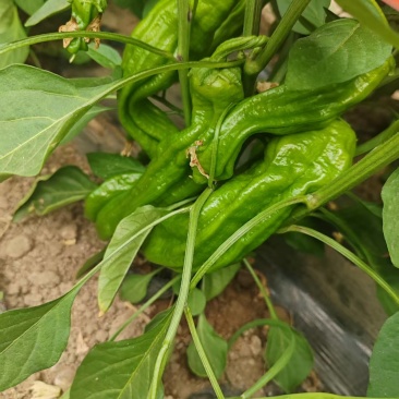 内蒙大棚芜湖椒