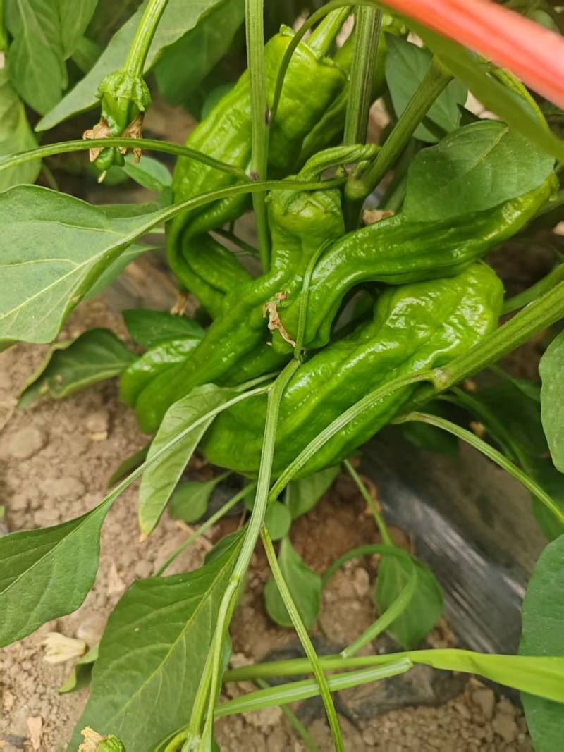 内蒙大棚芜湖椒