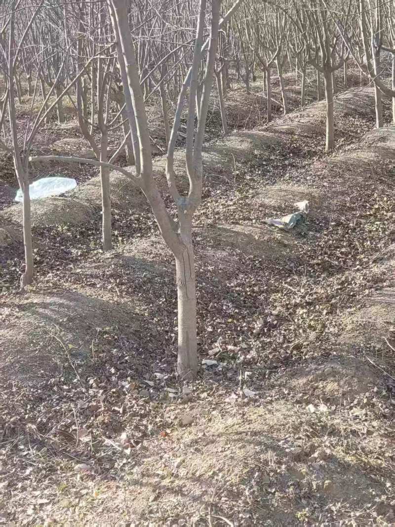 国槐