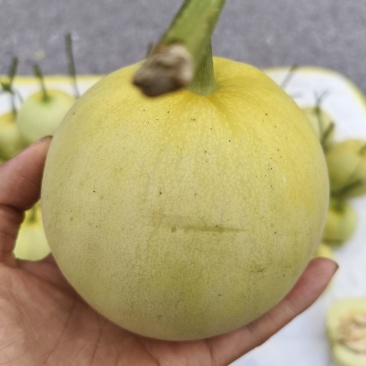 头茬甜瓜