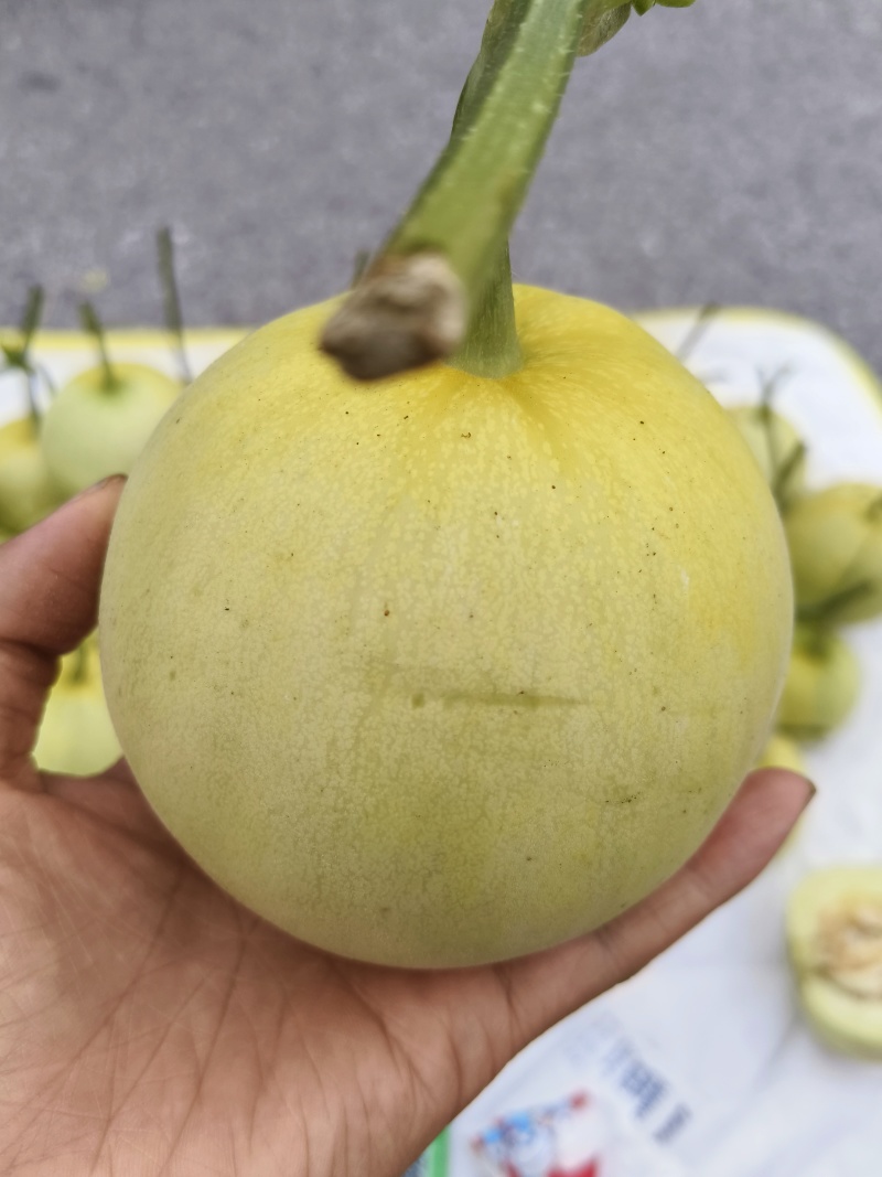 头茬甜瓜