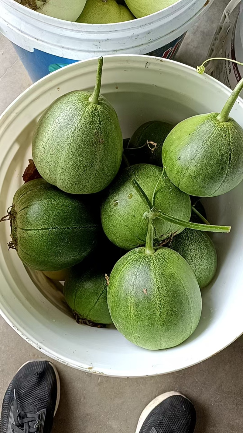 头茬甜瓜