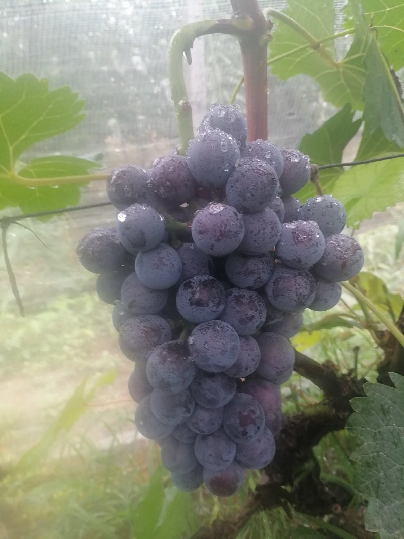 夏黑葡萄