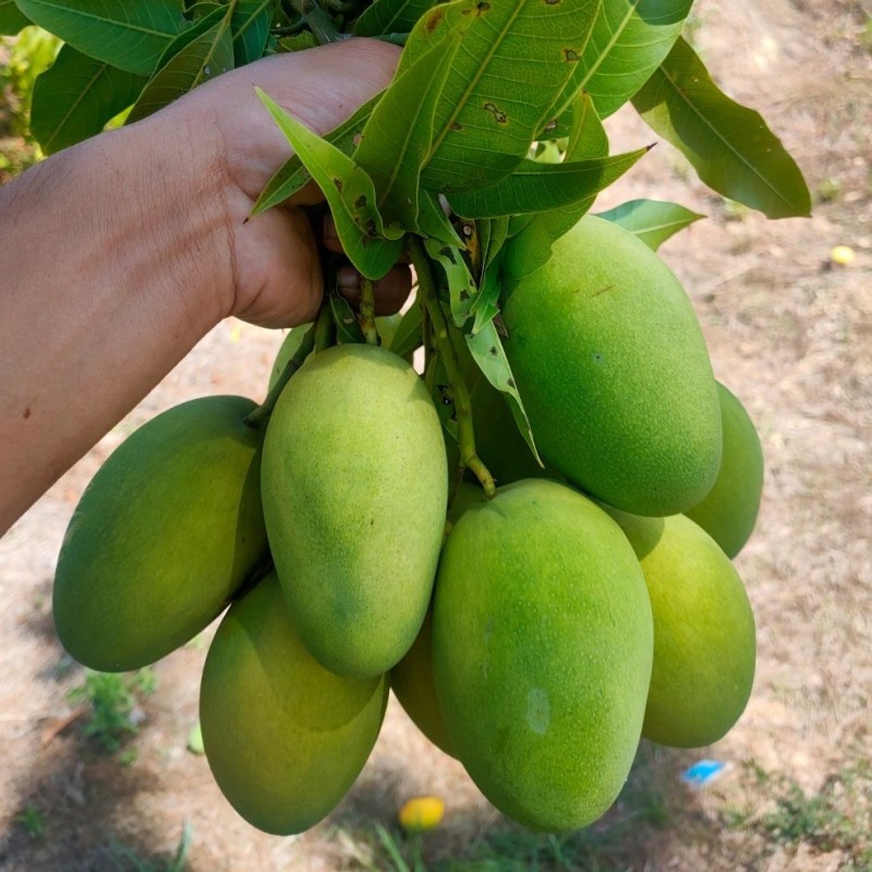 丽江华坪耶香芒果