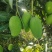 丽江华坪耶香芒果
