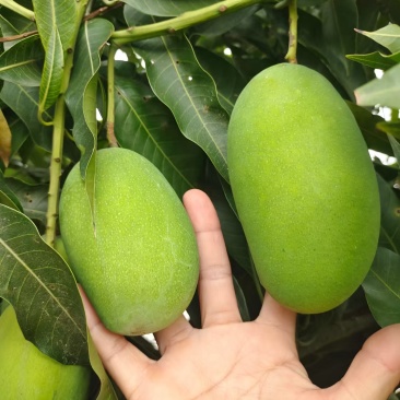 丽江华坪耶香芒果