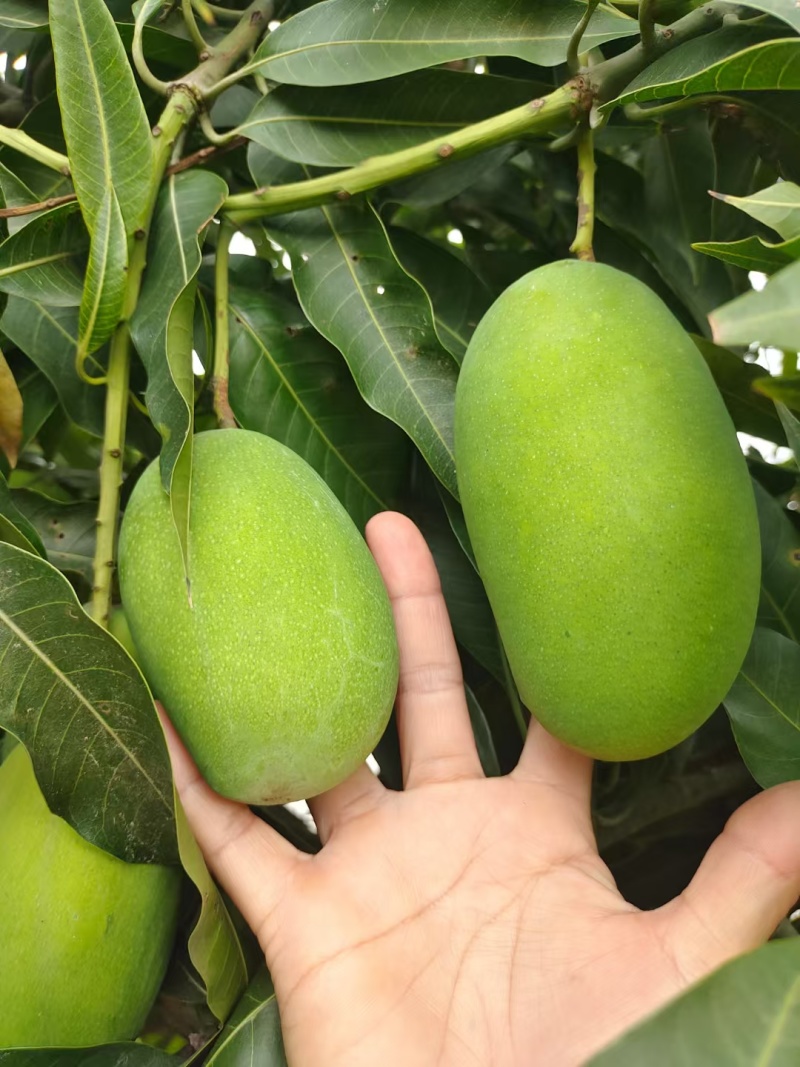 丽江华坪耶香芒果