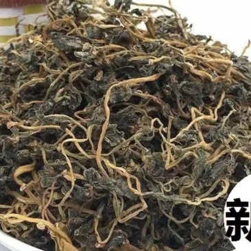 干马齿笕