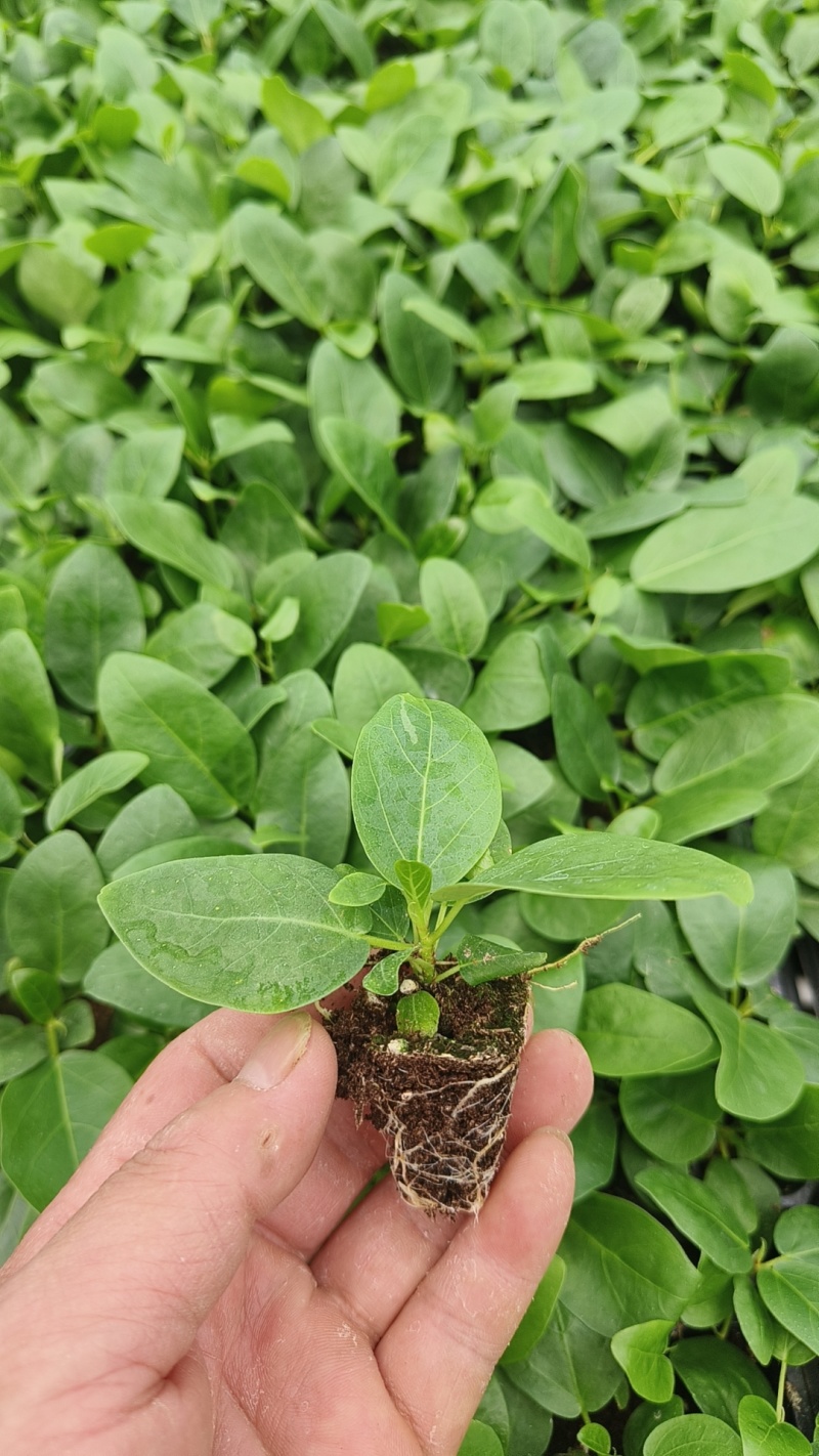 绿植品种多多，品质保证价格优惠