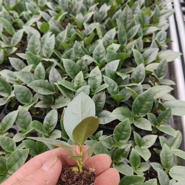 绿植品种多多，品质保证价格优惠