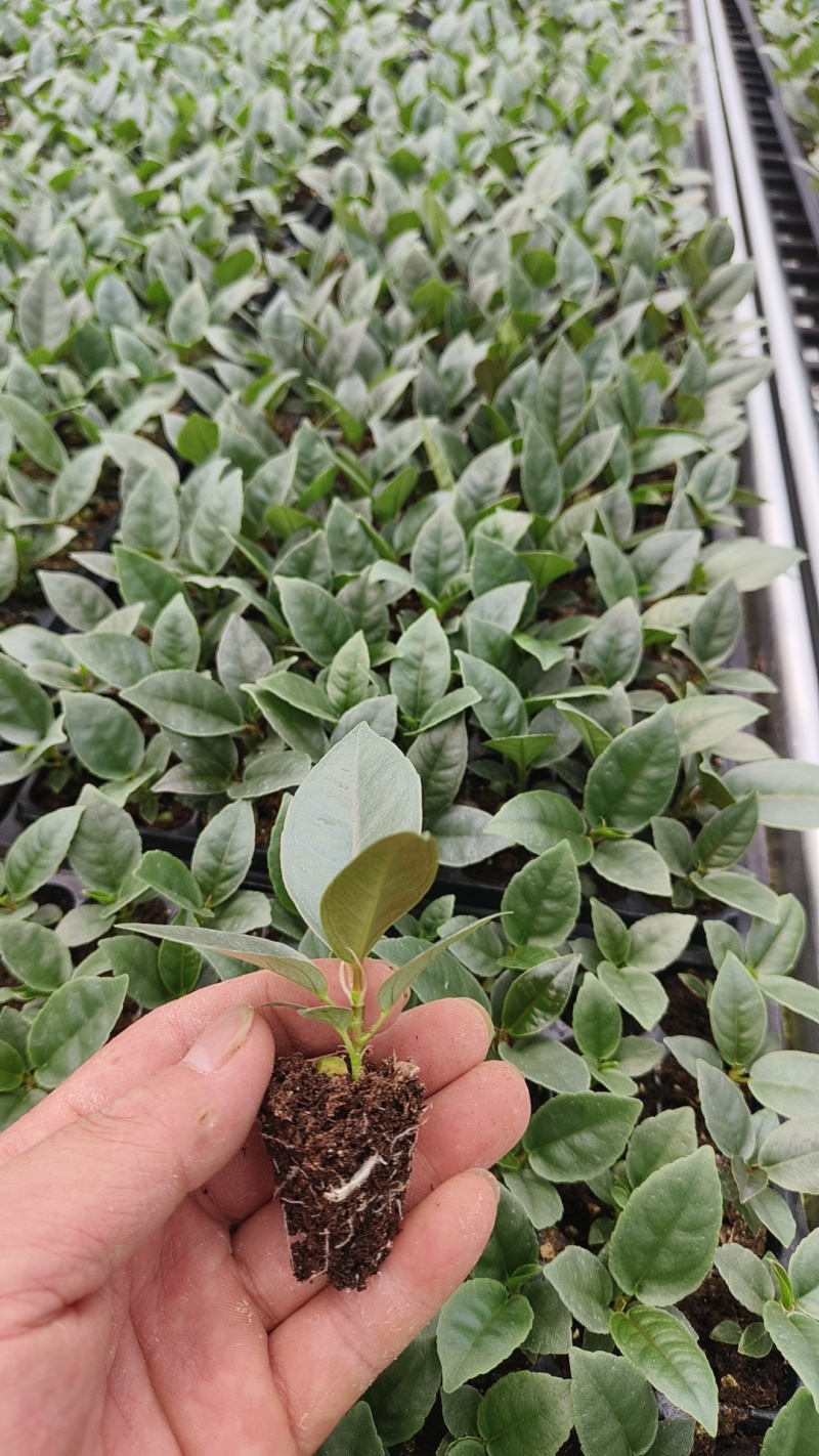 绿植品种多多，品质保证价格优惠