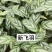 绿植品种多多，品质保证价格优惠