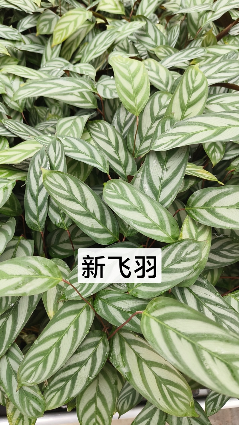 绿植品种多多，品质保证价格优惠