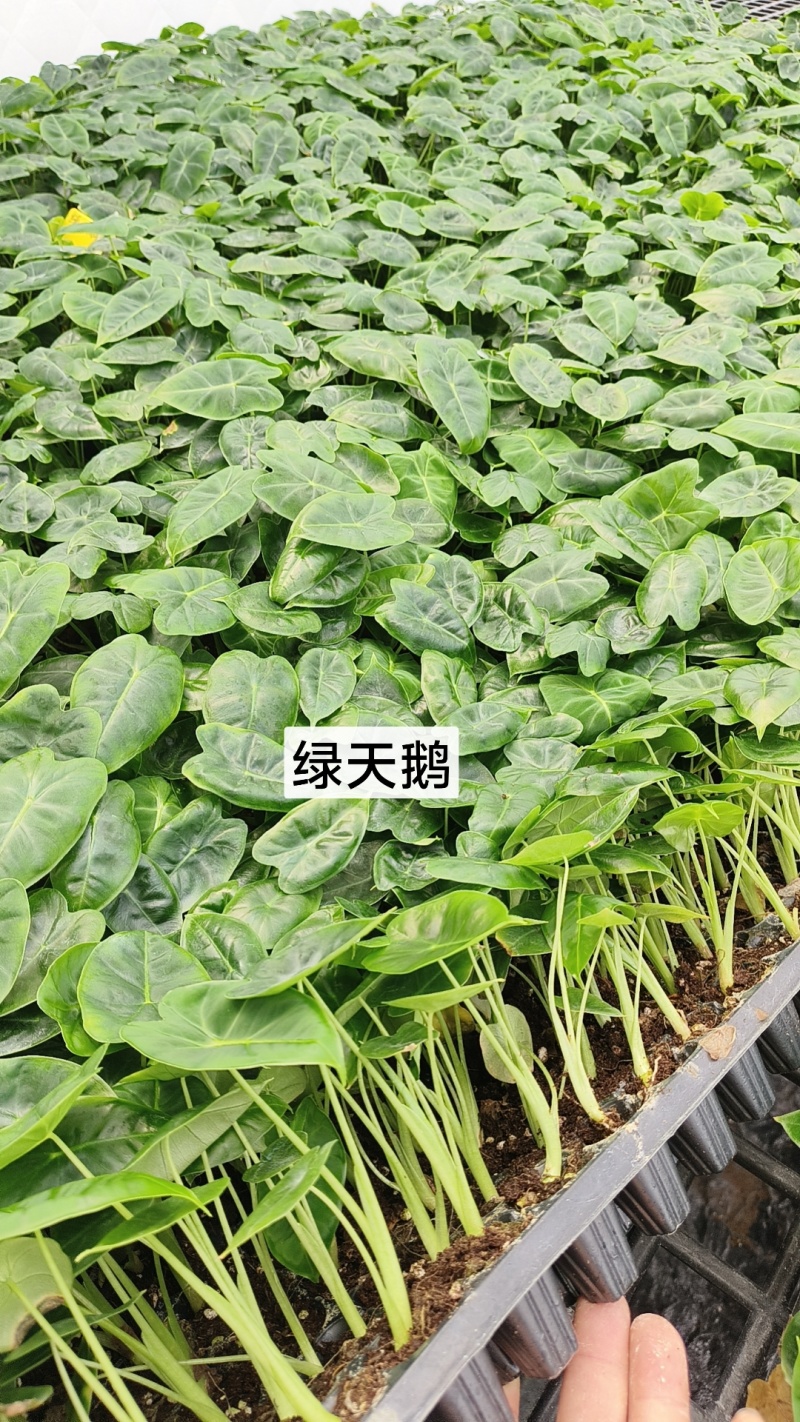 绿植品种多多，品质保证价格优惠