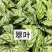 绿植品种多多，品质保证价格优惠