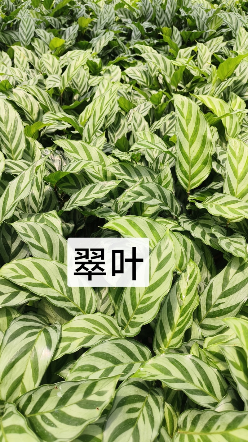绿植品种多多，品质保证价格优惠