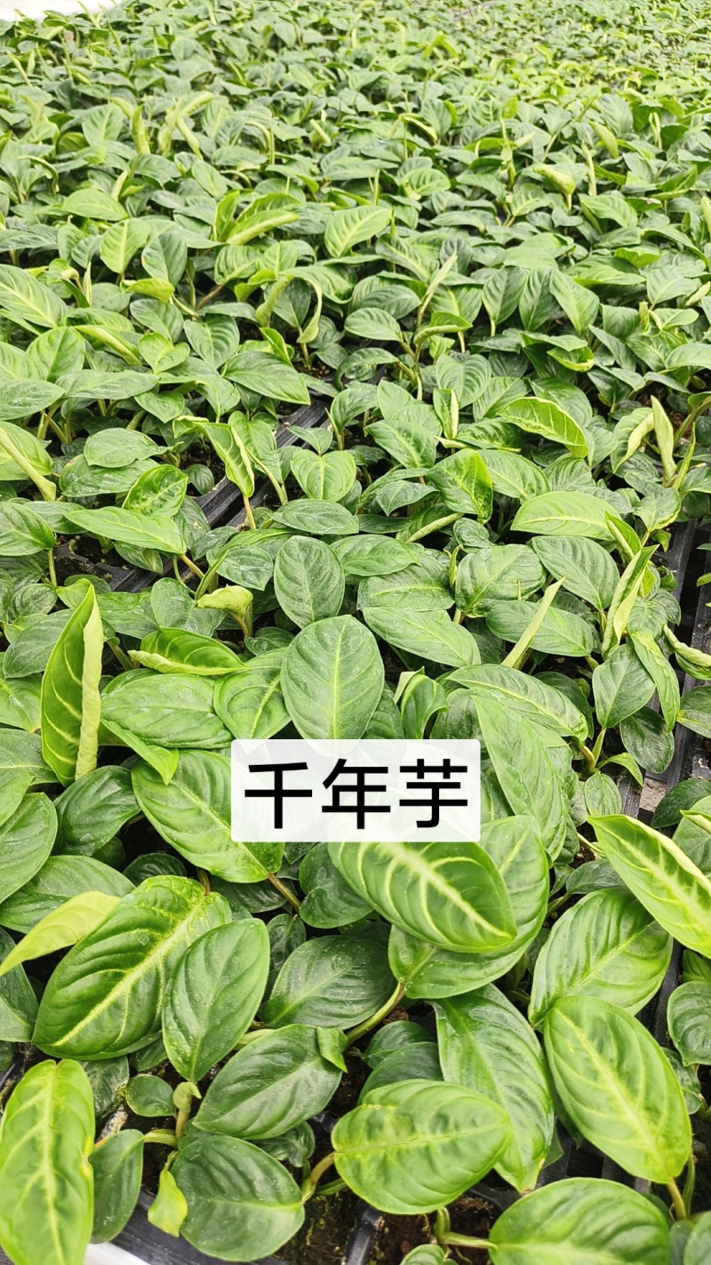 绿植品种多多，品质保证价格优惠