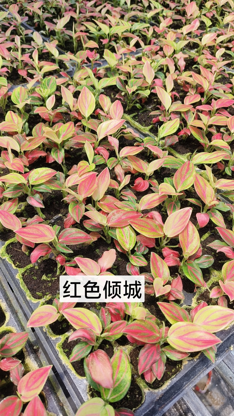 绿植品种多多，品质保证价格优惠
