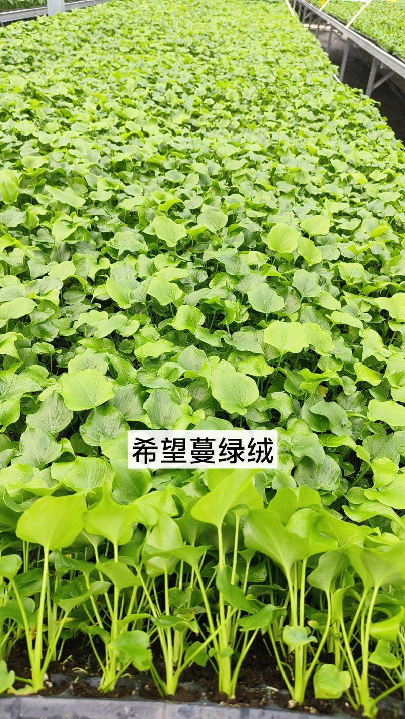 绿植品种多多，品质保证价格优惠