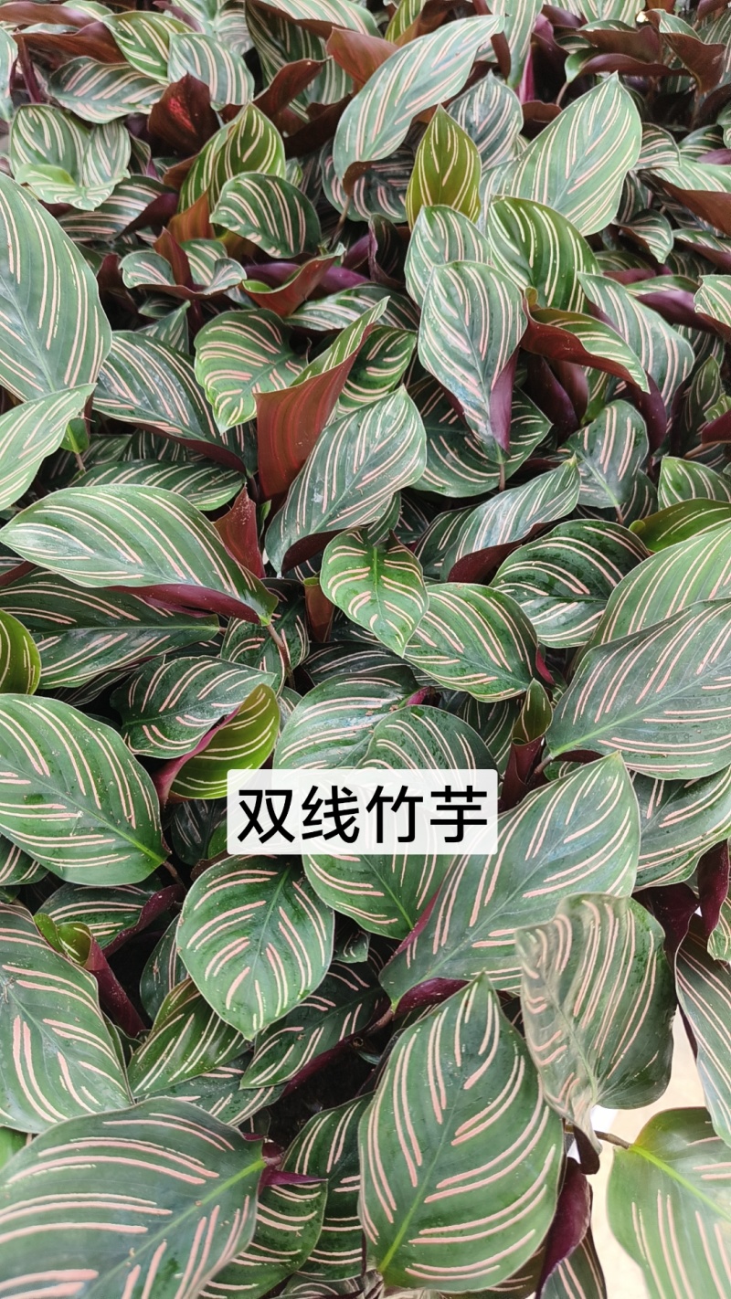 绿植品种多多，品质保证价格优惠