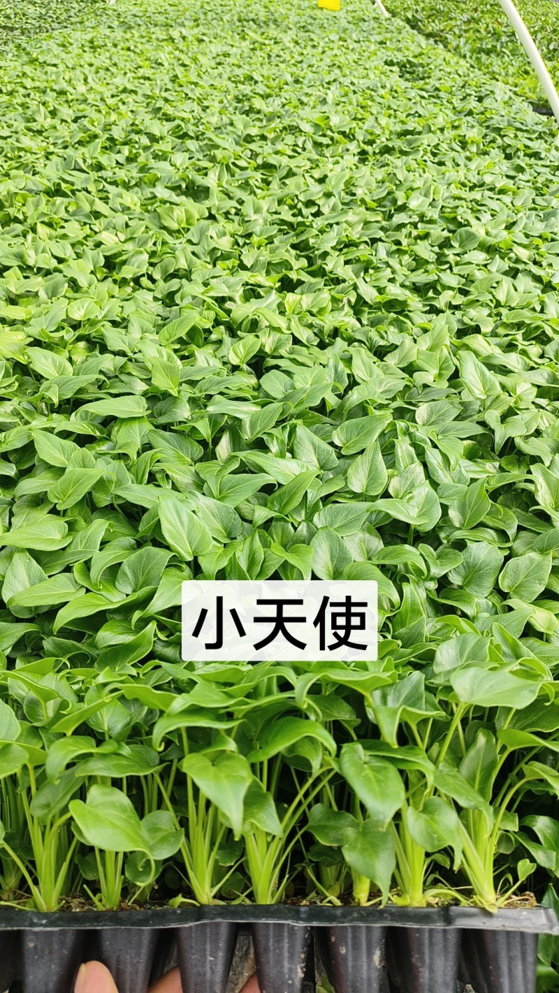 绿植品种多多，品质保证价格优惠