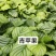 绿植品种多多，品质保证价格优惠