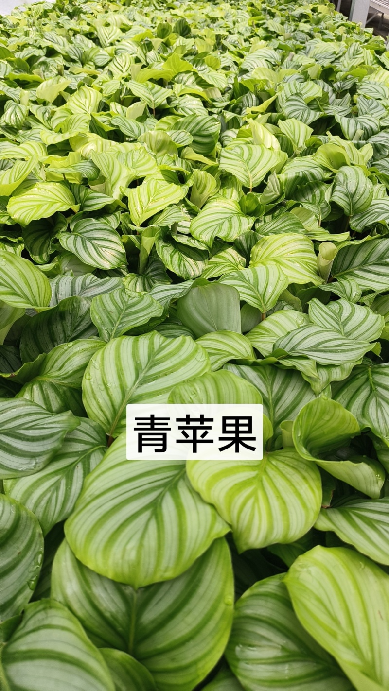 绿植品种多多，品质保证价格优惠