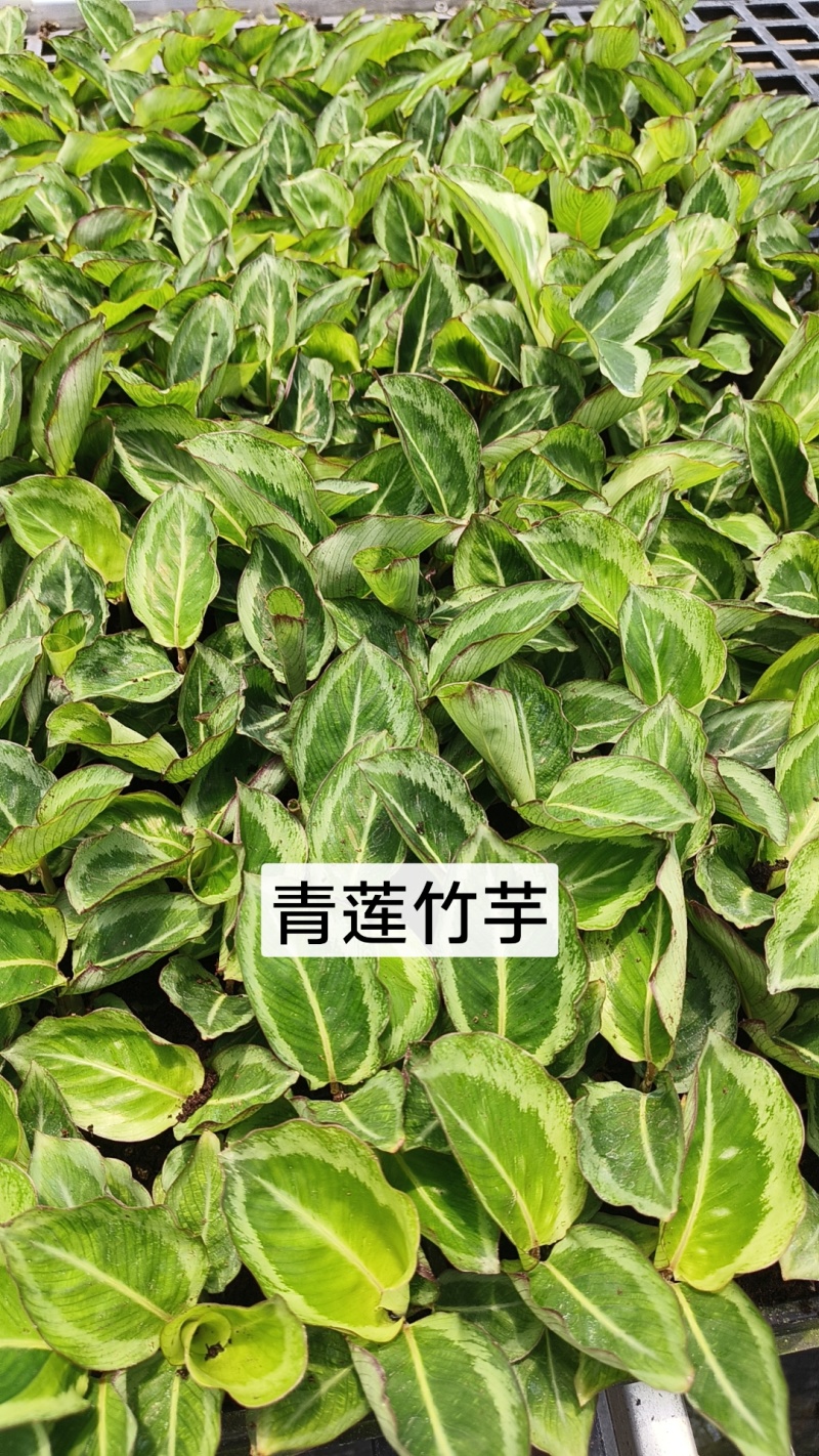 绿植品种多多，品质保证价格优惠