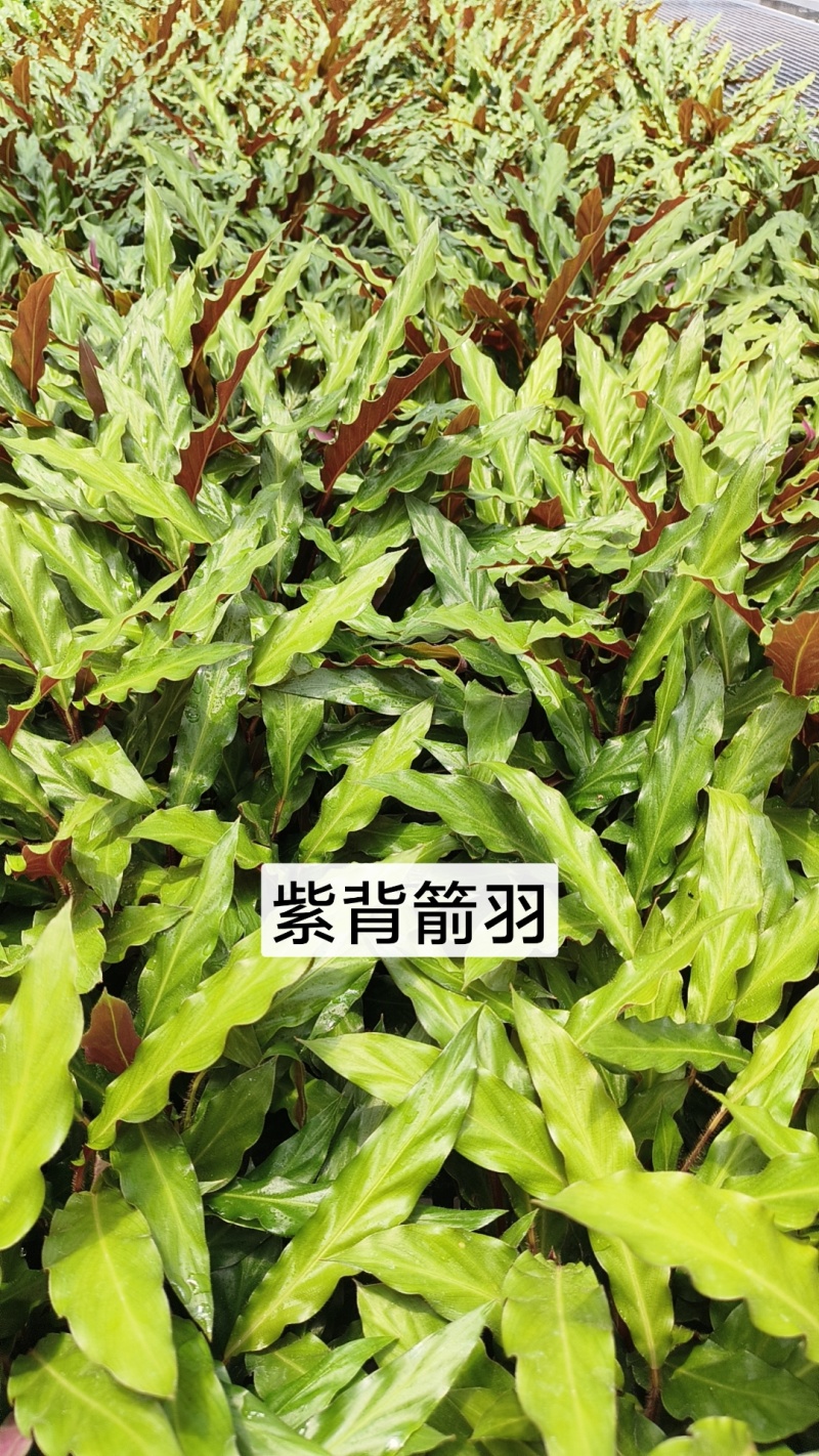 绿植品种多多，品质保证价格优惠