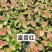 绿植品种多多，品质保证价格优惠