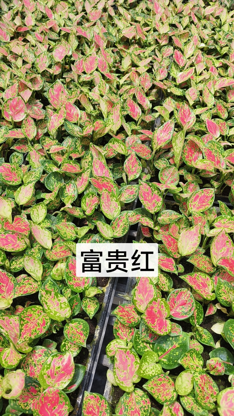 绿植品种多多，品质保证价格优惠