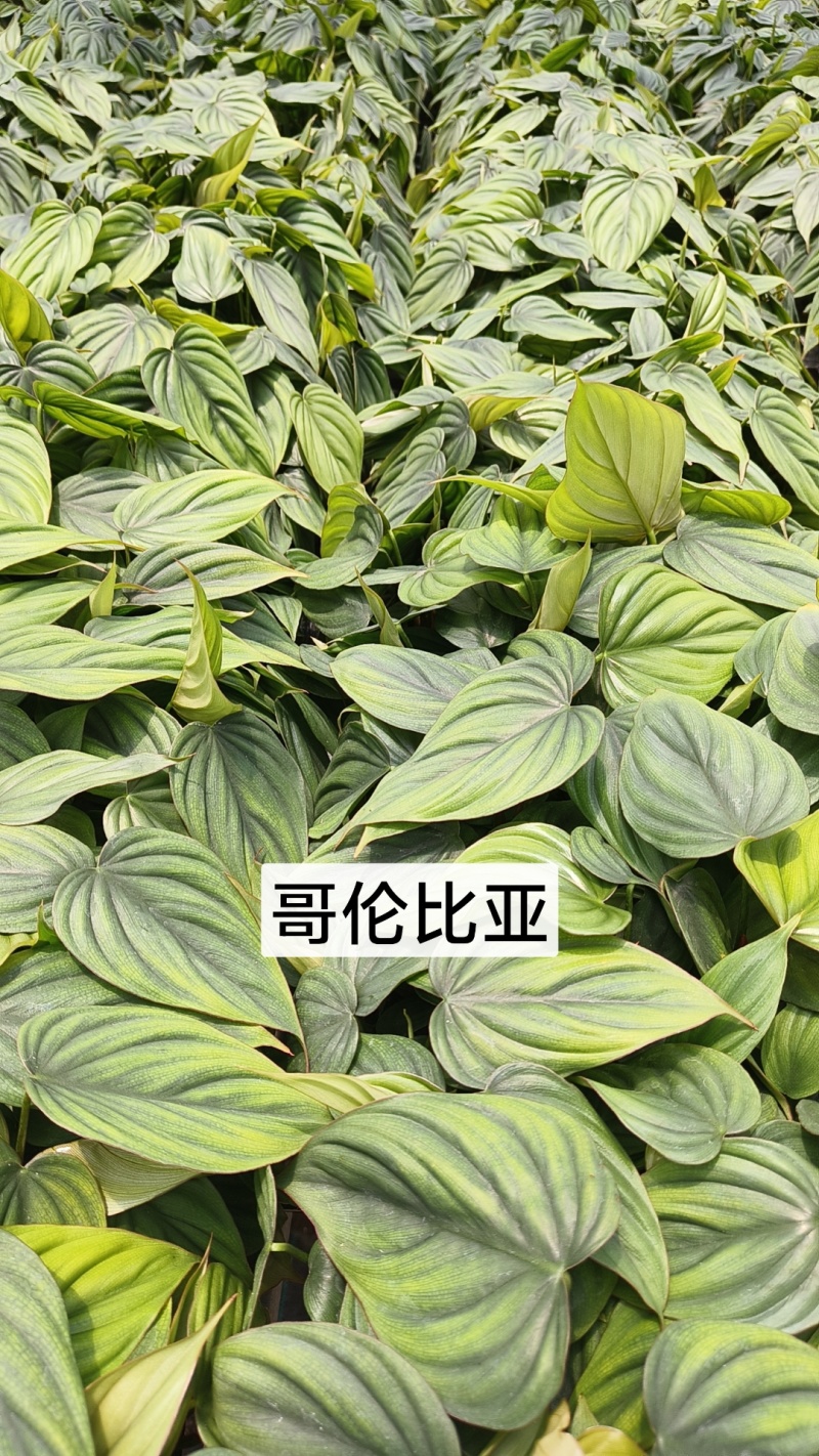 绿植品种多多，品质保证价格优惠