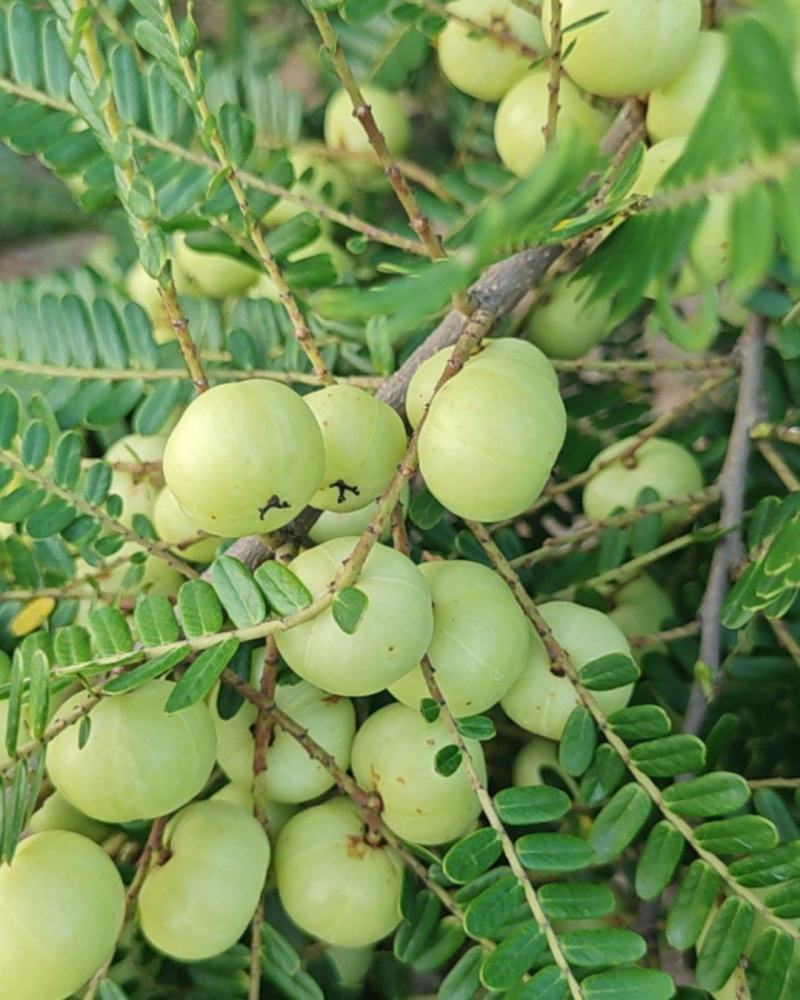 油柑