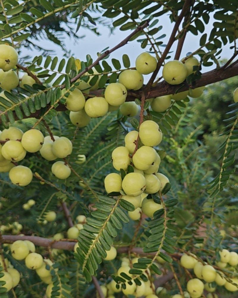 油柑