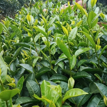 普洱生态茶