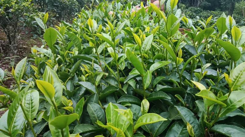 普洱生态茶