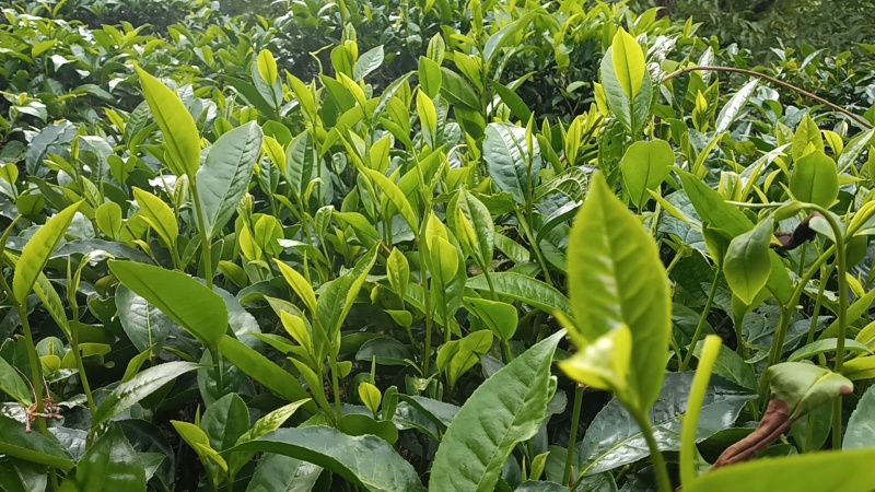 普洱生态茶