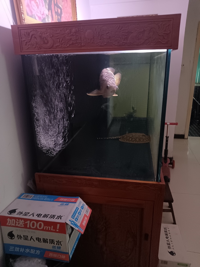 金龙鱼转让