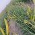 宁夏同心黄花菜