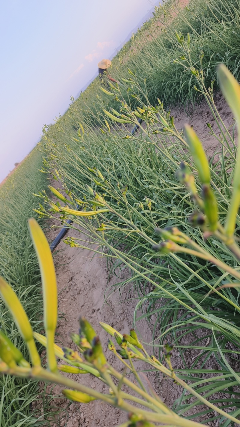 宁夏同心黄花菜