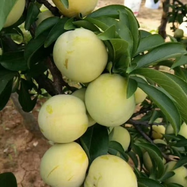 林州黄李子