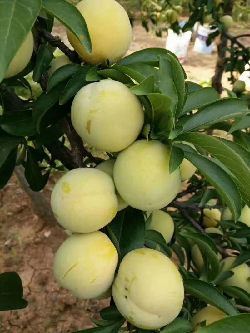 林州黄李子