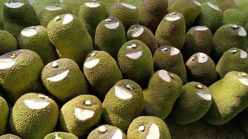 海南马来西亚一号菠萝蜜、大量供应、量大从优