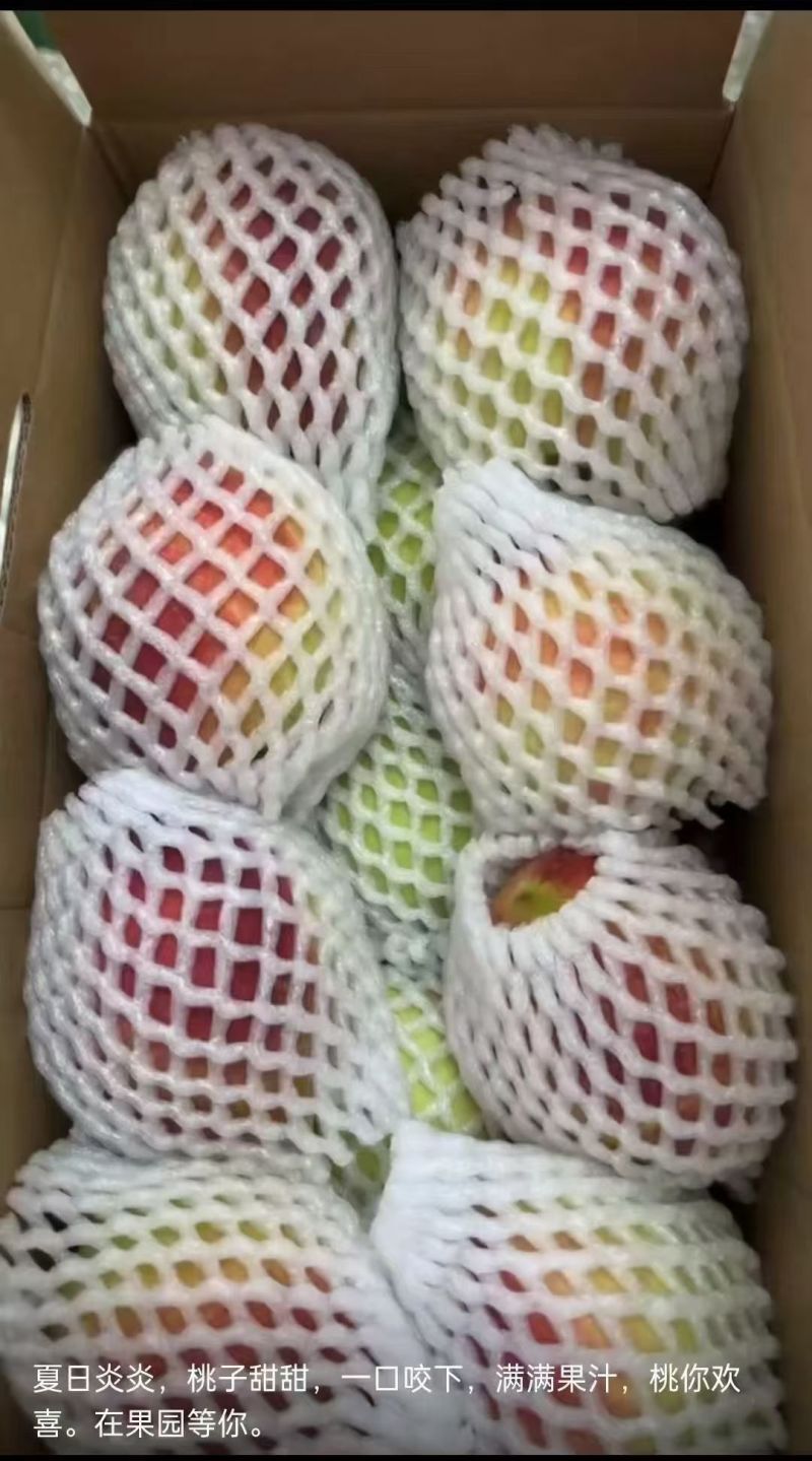 广东韶关翁源九仙桃，鹰嘴桃