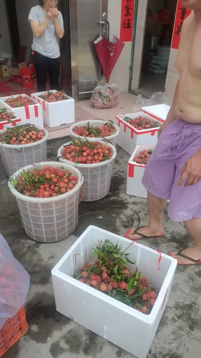 广东省惠州市桂味荔枝