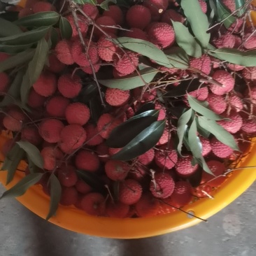 广东省惠州市桂味荔枝