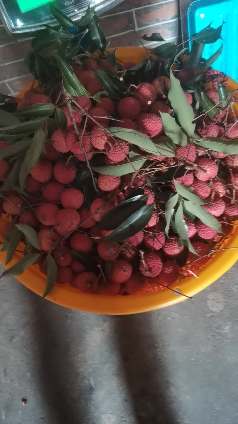 广东省惠州市桂味荔枝