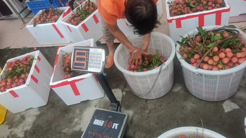 广东省惠州市桂味荔枝