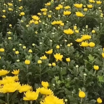 黄白菊花
