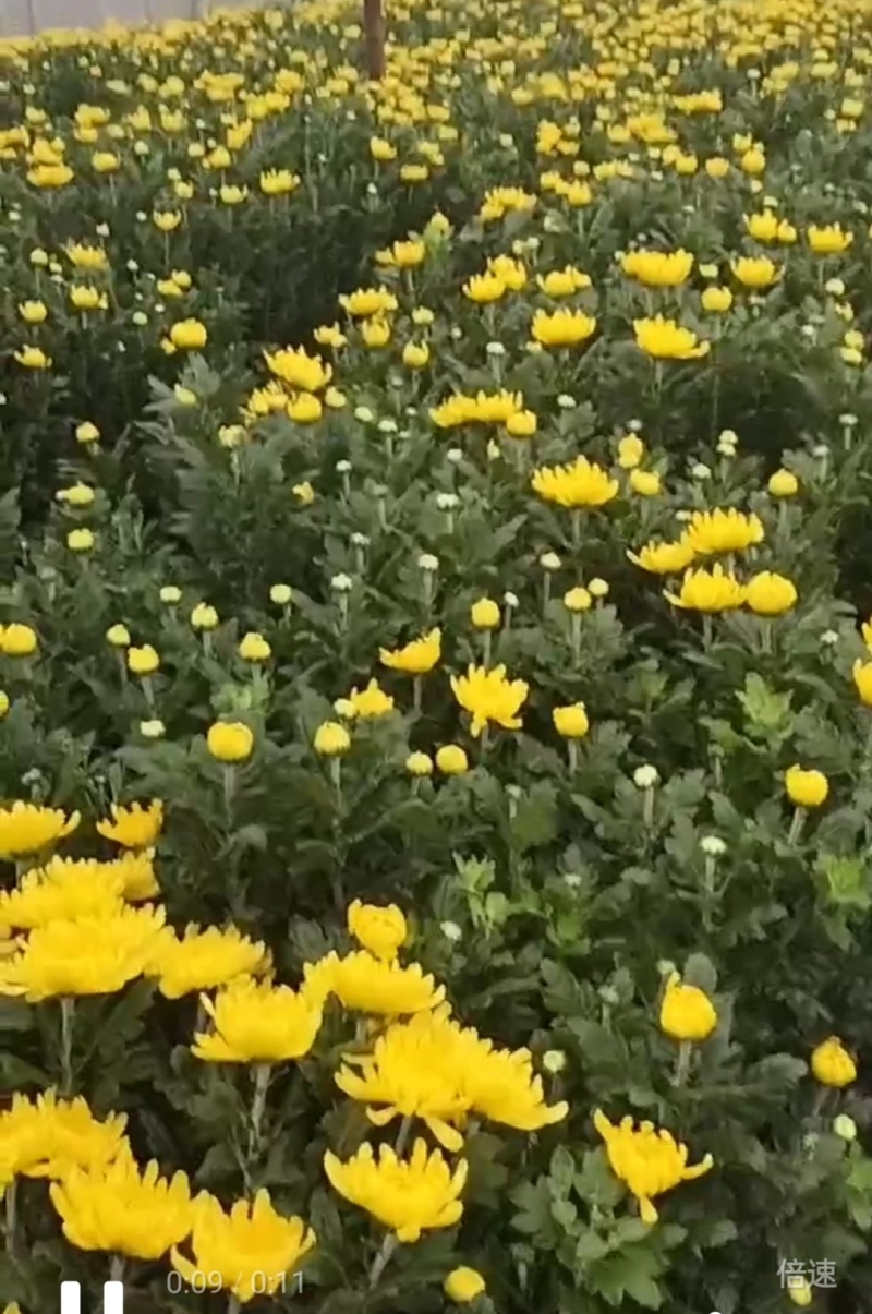 黄白菊花